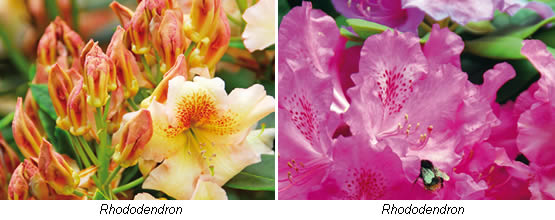 Rhododendron